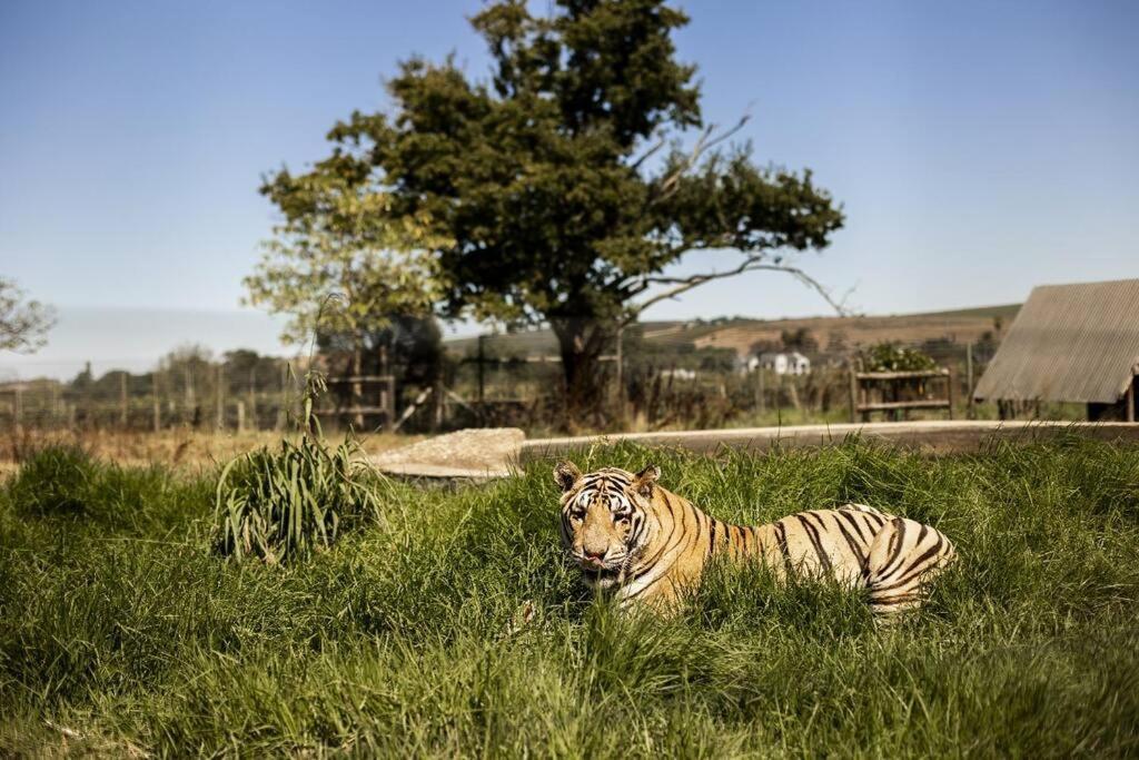 Holiday home Winecellar Cave, On Wine Farm & Where Lions Roar! *